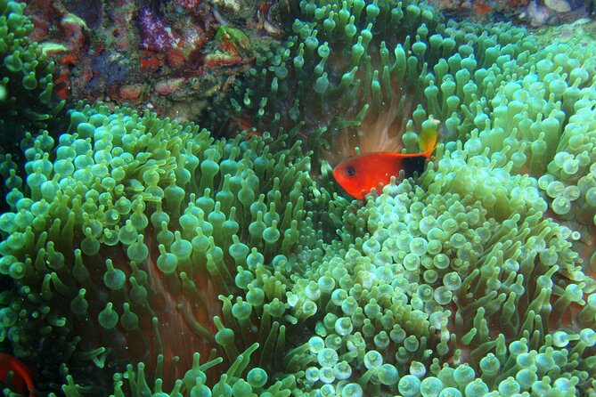 Full-Day Koh Phi Phi Scuba Diving Course from Phuket - Small-Group Size: Why It Changes Your Underwater Attention