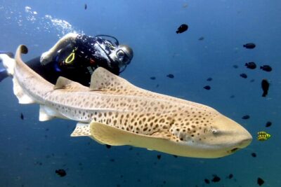 Full-Day Koh Phi Phi Scuba Diving Course from Phuket - The Two-Session Plan Around Koh Phi Phi (And What That Means for You)