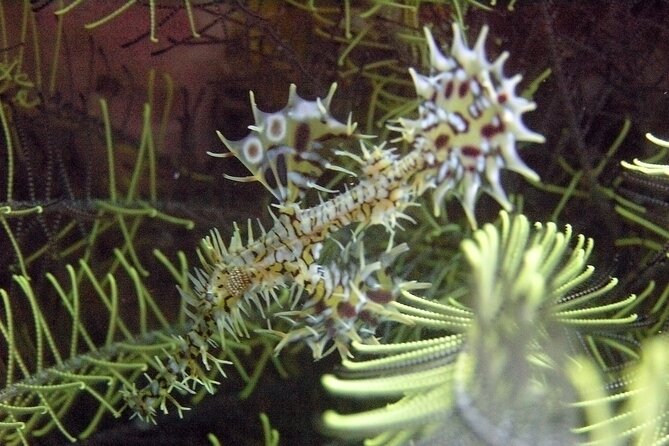 Full-Day Koh Phi Phi Scuba Diving Course from Phuket - Conditions, Currents, and the Experience Level Match
