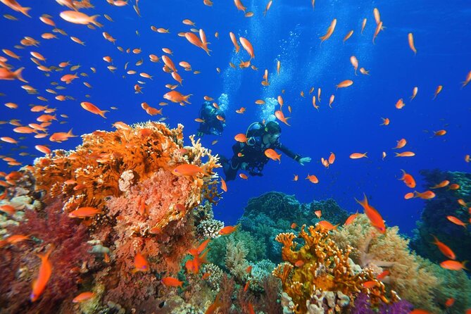 Full Day on Boat with 2 Dives in the Marine Parks of Sharm - Price and extras: what the €87.11 gets you (and what to budget)