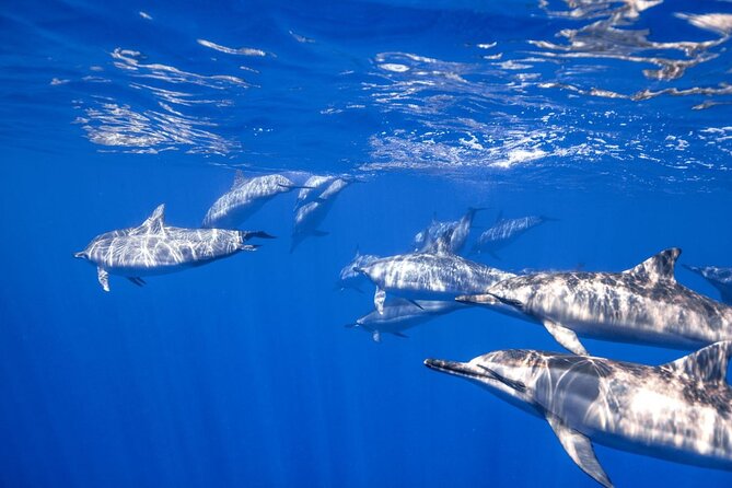 Full Day on Boat with 2 Dives in the Marine Parks of Sharm - A realistic look at the schedule on a full-day boat