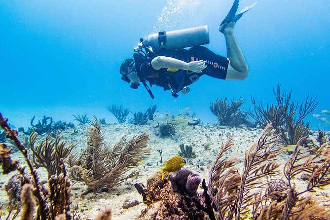 Full-Day Playa del Carmen Reef Diving Activity - From Reef Coco pickup to the marina pool (what the morning feels like)