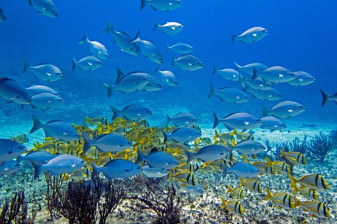 Full-Day Playa del Carmen Reef Diving Activity - The short 10-minute boat ride to the reef area