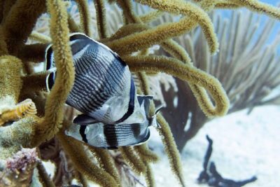 Full-Day Playa del Carmen Reef Diving Activity - Pool skills: equipment, safety, and how you’ll communicate underwater
