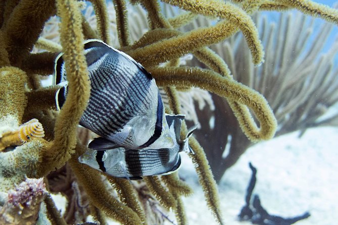 Full-Day Playa del Carmen Reef Diving Activity - Pool skills: equipment, safety, and how you’ll communicate underwater