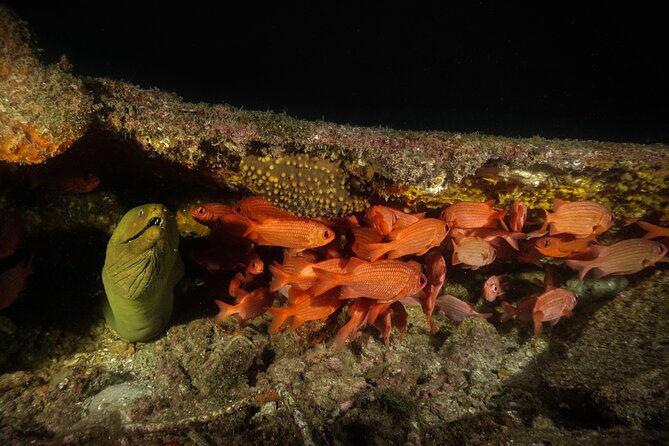 Full Day Private Scuba Diving in Espiritu Santo Island - Two underwater sessions at wrecks, reefs, and one strategy: choice