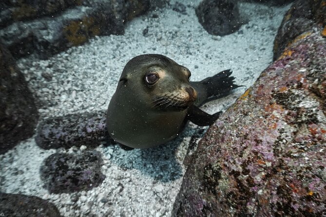 Full Day Private Scuba Diving in Espiritu Santo Island - Price and value: what $1,161.64 per group really buys