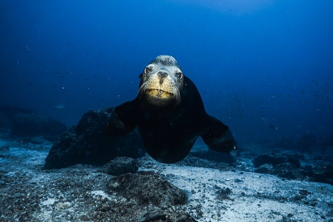 Full Day Private Scuba Diving in Espiritu Santo Island - La Lobera sea lions: incredible viewing, with a real seasonal note