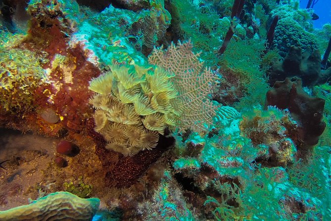 Full-Day Scuba Diving Catalina Island Tour from Bavaro - Boat ride details: catamaran comfort, ocean views, and the Eileen transfer