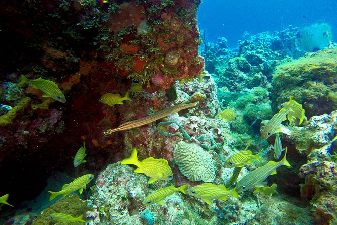 Full-Day Scuba Diving Catalina Island Tour from Bavaro - Who this tour suits best (and who may find it frustrating)