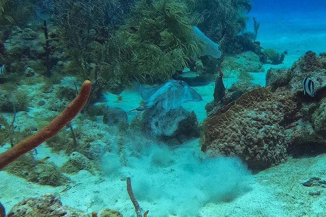 Full-Day Scuba Diving Catalina Island Tour from Bavaro - What to bring so the day feels easy