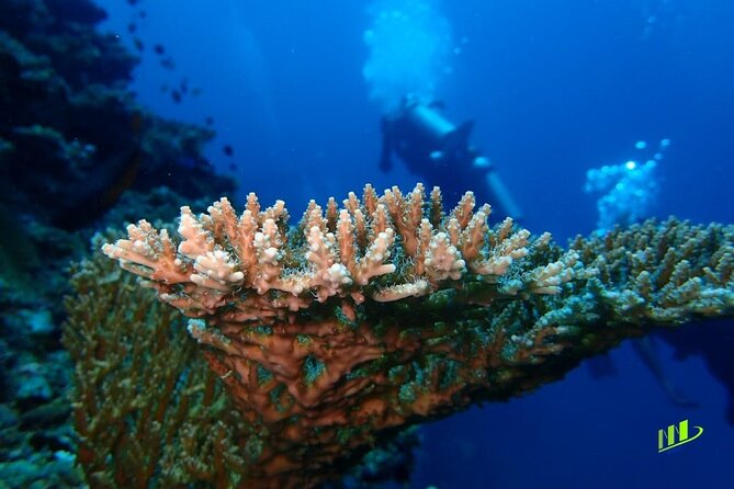 Full-Day Scuba Diving Experience of USAT Liberty in Tulamben - Second underwater session: Coral Garden with coral-lined scenery