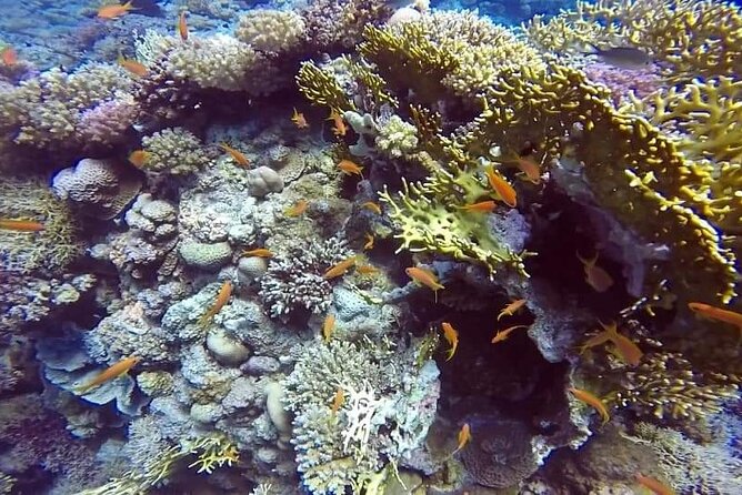 Full-Day Scuba Diving Tour in Hurghada with Lunch & Pick-Up - Two scuba sessions in different spots: what you gain (and what to expect)