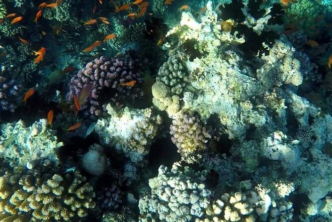 Full-Day Scuba Diving Tour in Hurghada with Lunch & Pick-Up - Snorkel and relax time: the in-between moments you should use