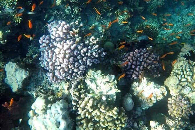 Full-Day Scuba Diving Tour in Hurghada with Lunch & Pick-Up - Getting picked up: how transportation changes your whole morning