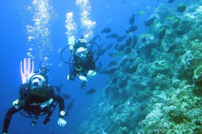 Fun Boat Dive for certified diver - Key Points Before You Go (Mactan Island, Cebu)