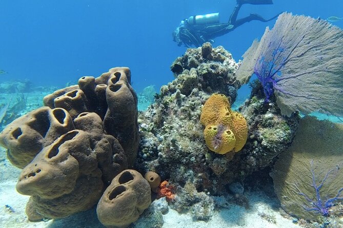 Fun Dive Machine in Playa del Carmen or Cozumel-For Certificates - Key highlights (why this reef day works)