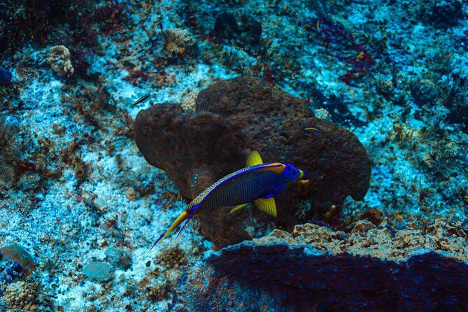 Fun Dive Machine in Playa del Carmen or Cozumel-For Certificates - Transfer from Playa: speedboat convenience and what to expect