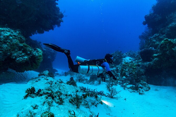 Fun Dive Machine in Playa del Carmen or Cozumel-For Certificates - Playa del Carmen reefs: two sites, reef life, and easy variety