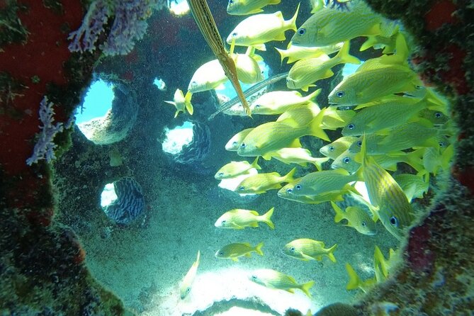 Fun Dive Machine in Playa del Carmen or Cozumel-For Certificates - Cozumel reefs: dramatic walls and visibility that changes your perspective