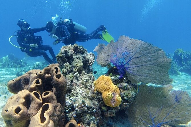 Fun Dive Machine in Playa del Carmen or Cozumel-For Certificates - Instructor vibe and the comfort factor (names you’ll see in the team)