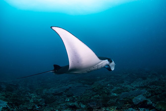 Fun Dive Nusa Penida Bali - For Certified Divers - Why This Penida Trip Feels Built for Real Conditions