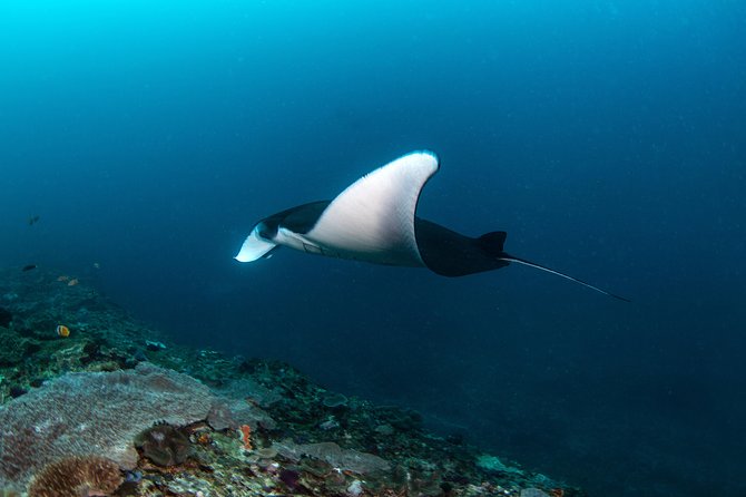 Fun Dive Nusa Penida Bali - For Certified Divers - The “3 Stops” Plan: What You’re Really Paying For