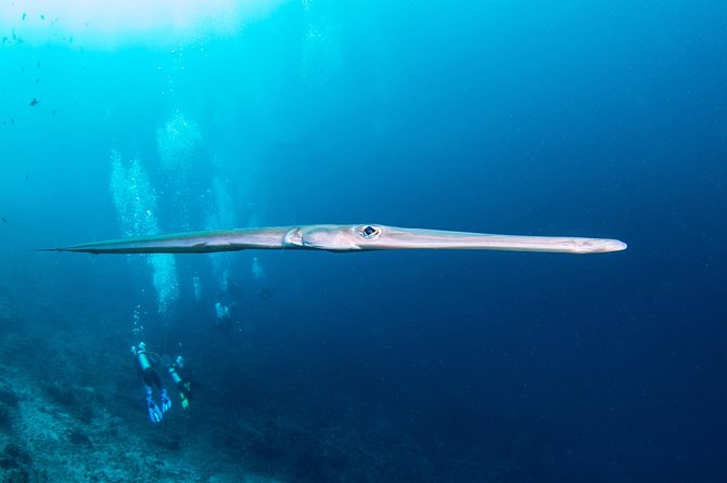 Fun Dive Nusa Penida Bali - For Certified Divers - The Small-Group Advantage: Guides You’ll Actually Notice