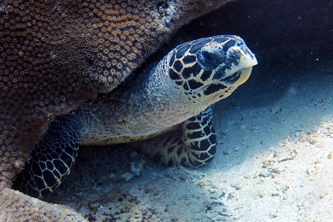 Fun Dive Nusa Penida Bali - For Certified Divers - Equipment and Comfort: Included Stuff That Reduces Friction