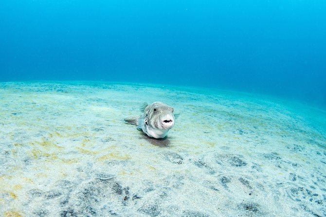 Fun Dive Nusa Penida Bali - For Certified Divers - Should You Book This Penida Scuba Day Trip?