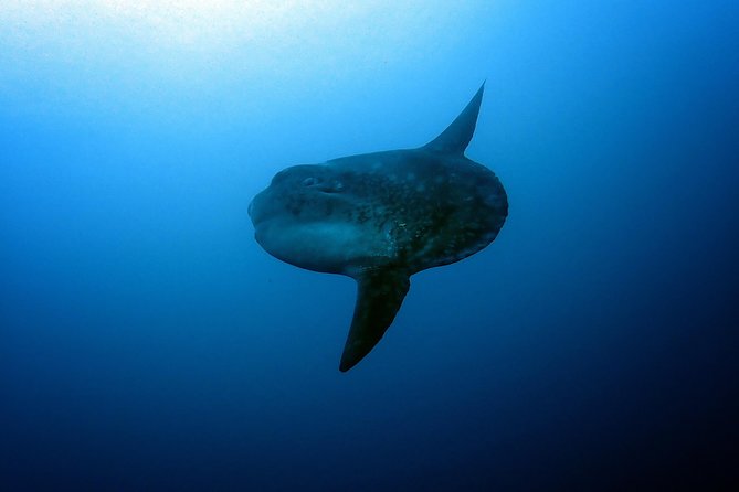Fun Dive Nusa Penida Bali - For Certified Divers - FAQ
