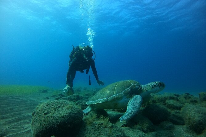 Fun Dive With Scuba Point in Los Cristianos - What the 2-Hour Plan Really Looks Like