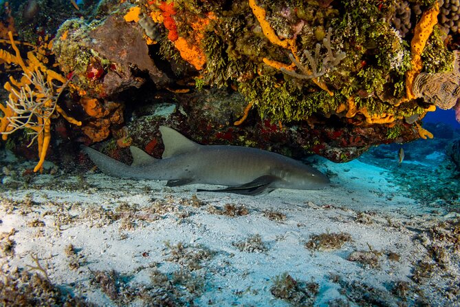 Fun dives Cozumel south marine park - Cozumel South Marine Park: what you’re really buying