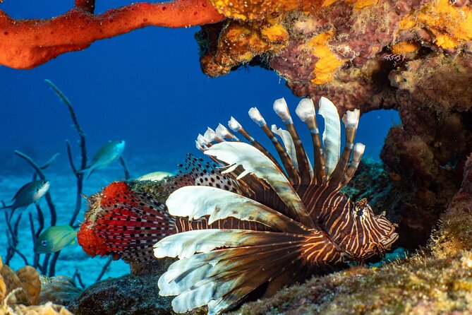 Fun dives Cozumel south marine park - The first underwater session: drift-style reef time and big visibility
