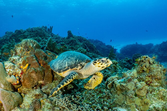 Fun dives Cozumel south marine park - The second underwater session: wall sites you’ll recognize by name