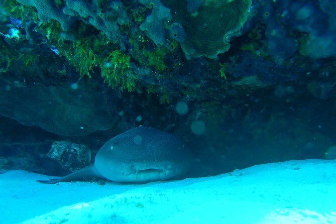 Fun dives Cozumel south marine park - Safety and comfort: what the guides do that you’ll feel