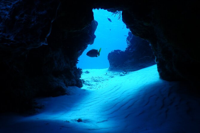 Fun dives Cozumel south marine park - Price and value: $105 for a full, structured water day