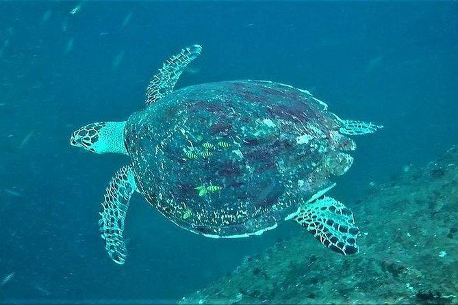 Fun Dives For Certified Divers - Key things to know before you book
