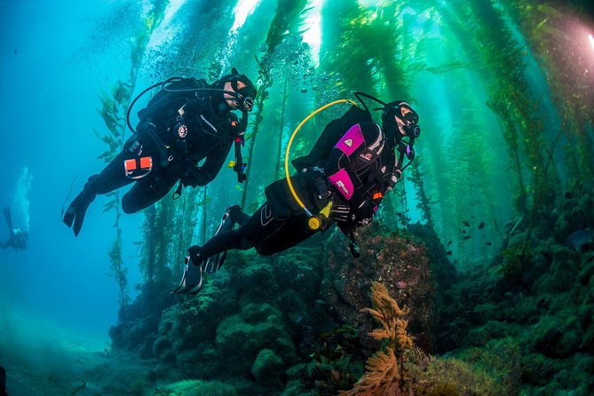 Fun Dives For Certified Divers - Who this scuba option suits best (and who should pick another plan)