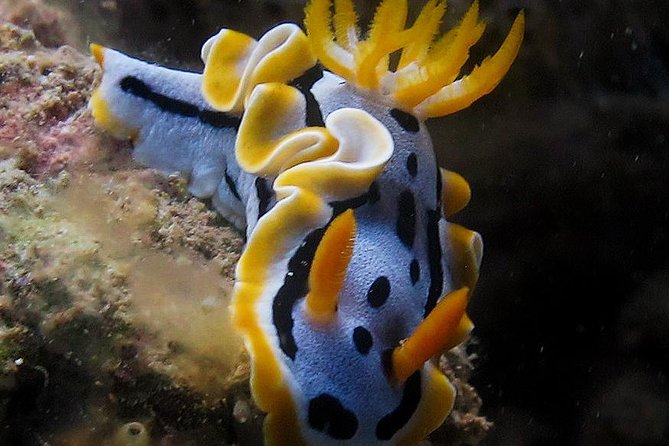Fun Dives - Guided Dives for Certified Divers - 7:00 am pickup and the calm small-group setup