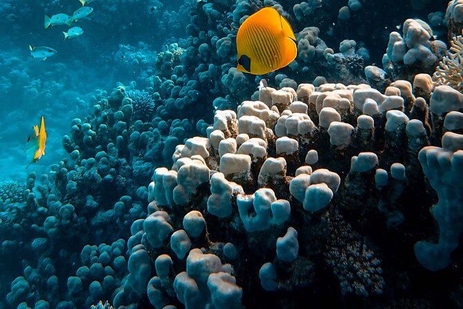 Fun Diving for Certified Divers at Phu Quoc Islands - Price and value: what $100 covers (and why it matters)