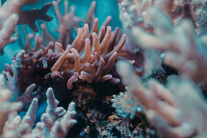 Fun Diving for Certified Divers at Phu Quoc Islands - Underwater session length: 40–50 minutes and what to do with that time