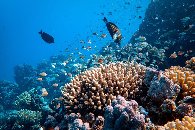 Fun Diving for Certified Divers at Phu Quoc Islands - Marine Park context: why An Thoi makes sense for a short reef day