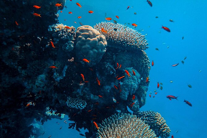 Fun Diving for Certified Divers at Phu Quoc Islands - Small group rules: comfort, control, and safety focus