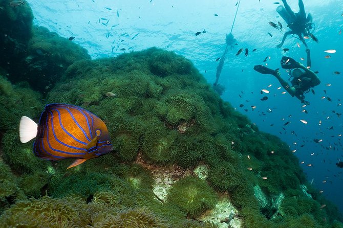 Fun Diving Packages (Certified Divers) - What’s included: pickup, gear rental, boat transfers, and lunch