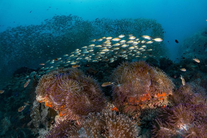 Fun Diving Packages (Certified Divers) - Safety and coaching: what “a professional diver accompanies you” really means