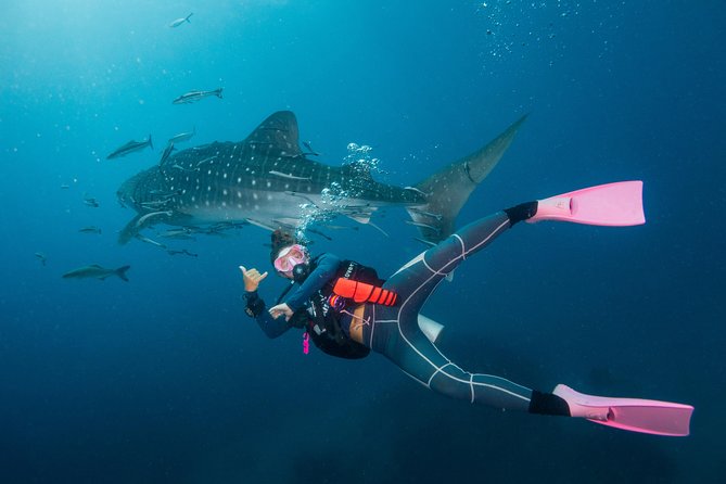 Fun Diving Packages (Certified Divers) - Group size: small enough for attention, big enough for a real day