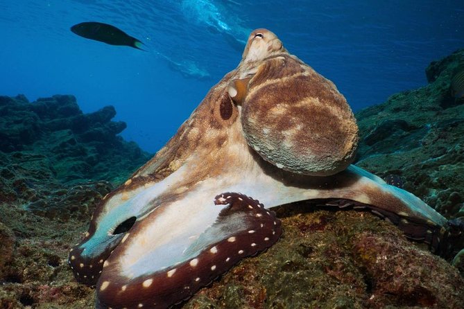 Fun Diving Safari Day Trip From Koh Lanta - Certified Divers - Price and Value: What $60 Buys You on Koh Lanta
