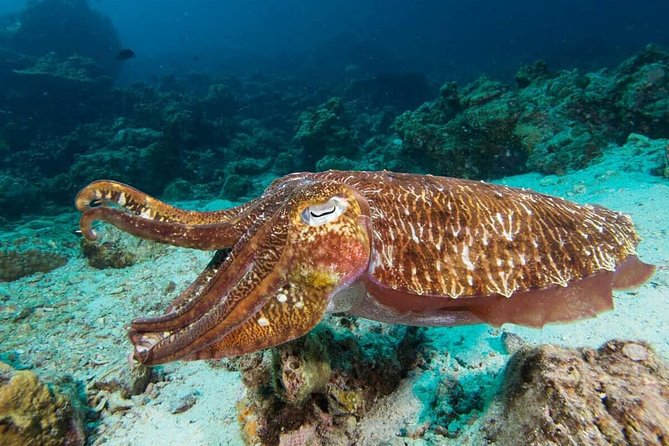 Fun Diving Safari Day Trip From Koh Lanta - Certified Divers - Small-Group Structure: Up to 10 People, More Attention