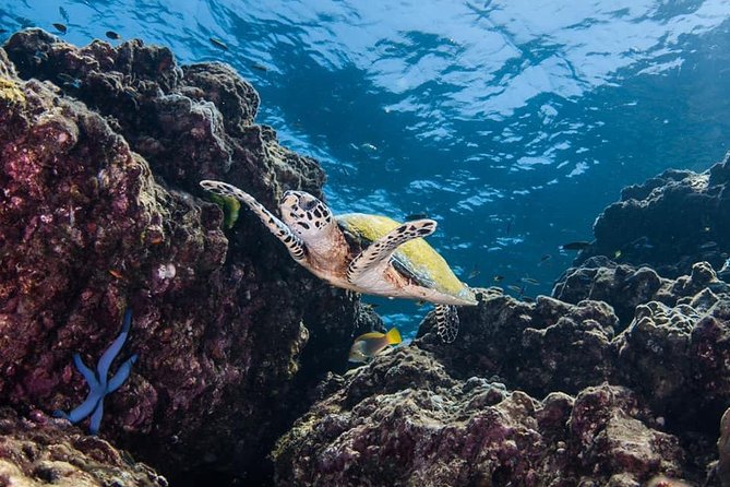 Fun Diving Safari Day Trip From Koh Lanta - Certified Divers - Season-Based Stops: Koh Haa in High Season, Bida Islands in Low Season
